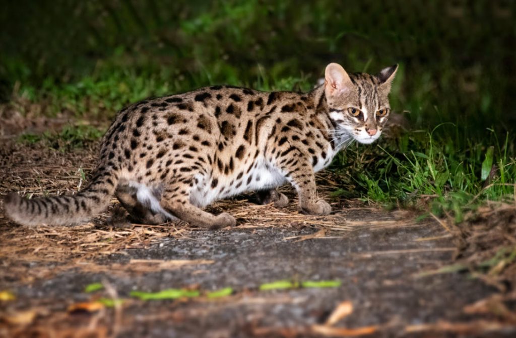 Asian Leopard mungkin kucing congkok