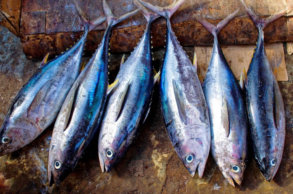 Ikan Tuna jenis ikan air asin