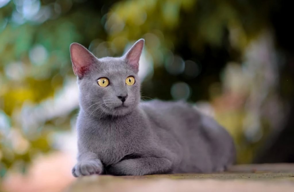 Kucing Busok atau Kucing Raas