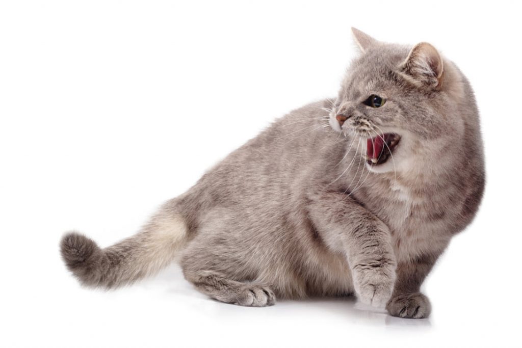 Kucing marah menggeram menunjukkan gigi taringnya