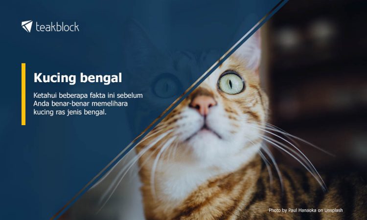 Kucing Bengal Ketahui Fakta Ini